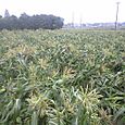 100704_minami_taore
