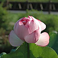 100708_lotus