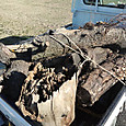 20111228_old_woods