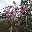 120419_flowers