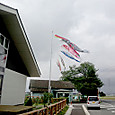 120501_koinobori
