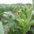 120501_mirai_at_yama02_3
