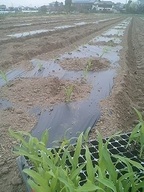 070327yama_teisyoku2 070327yama_teisyoku2