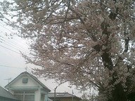 070402sakura_charch 070402sakura_charch