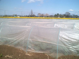 070405buro_nano_saku_1 070405buro_nano_saku_1