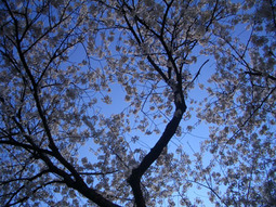 070408sakura 070408sakura
