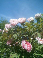 070429botan 070429botan