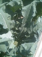 070430chibiburo 070430chibiburo