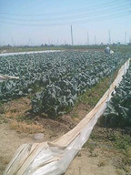 070430ise_01 070430ise_01