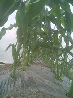 070503yama_corns_2 070503yama_corns_2