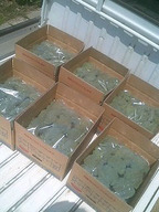 070504hatsu_syukka_2 070504hatsu_syukka_2