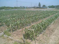 070505kita_morokoshi