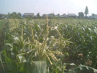 070522_yama03 070522_yama03