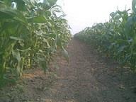 070524_yama_kusa02 070524_yama_kusa02