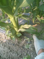 070524yama_kusa01 070524yama_kusa01