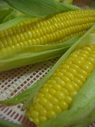 070615_corn01