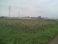 070717_nishi_taore01 070717_nishi_taore01