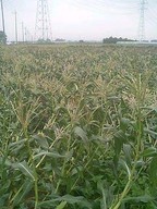 070717_nishi_taore02 070717_nishi_taore02