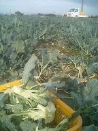 071107_higashi_buro01