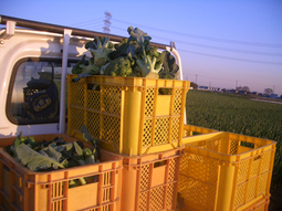 080115_buro_yama 080115_buro_yama