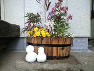 080206_yukidarumas02