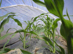 080411_mirai 080411_mirai