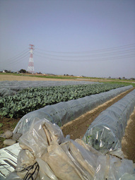 080415ise_buro_hagashi 080415ise_buro_hagashi