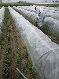 080416_shigem_kusa 080416_shigem_kusa