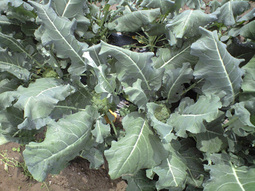 080419_ise_buro03 080419_ise_buro03