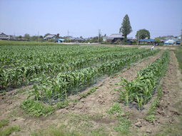 080430_kyoukai_hagashi