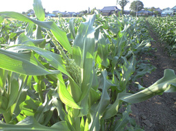 080506kyokai_mirai 080506kyokai_mirai