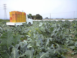 080509_yokoze_buro 080509_yokoze_buro