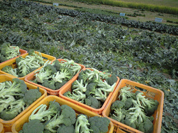 080509_yokoze_buro_02 080509_yokoze_buro_02