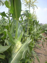 080517_kyoukai_meshibe