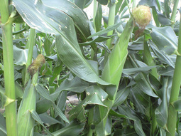 080601_kyokai03_mirai