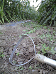 080610_kyou_kusakezuri