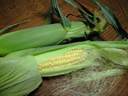 080611_mirai_tameshi