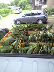 080709_mirai_on_keitora