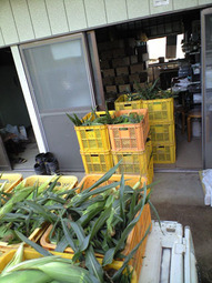 080713_mirai_last_mae