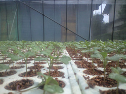 080803_buronae01 080803_buronae01