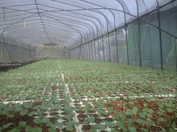 080803_buronae02 080803_buronae02