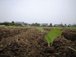 080906_yama102 080906_yama102