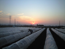 090207_sunset_after_work