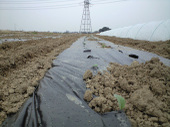 090313_shin2_rain