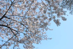 090407_shimasyou_sakura