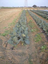 090408_ise_kusamushiri
