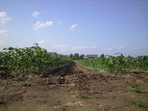 090422_yama_mirai02