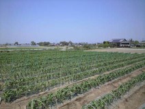 090430_yama_mirai_open