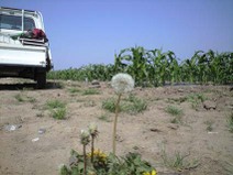 090502_yama_dandelion