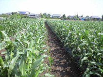 090509_yama_morokoshi